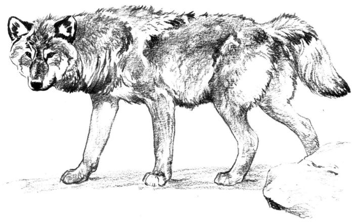 Animal coloring pages realistic wolf