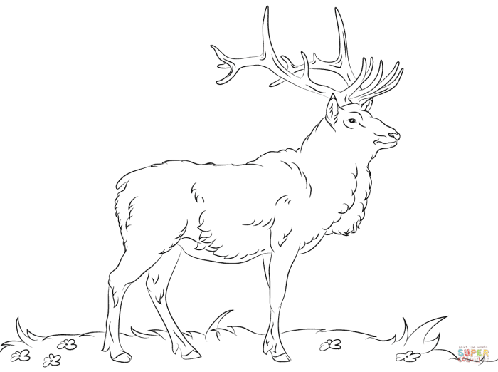 Animal coloring pages elk