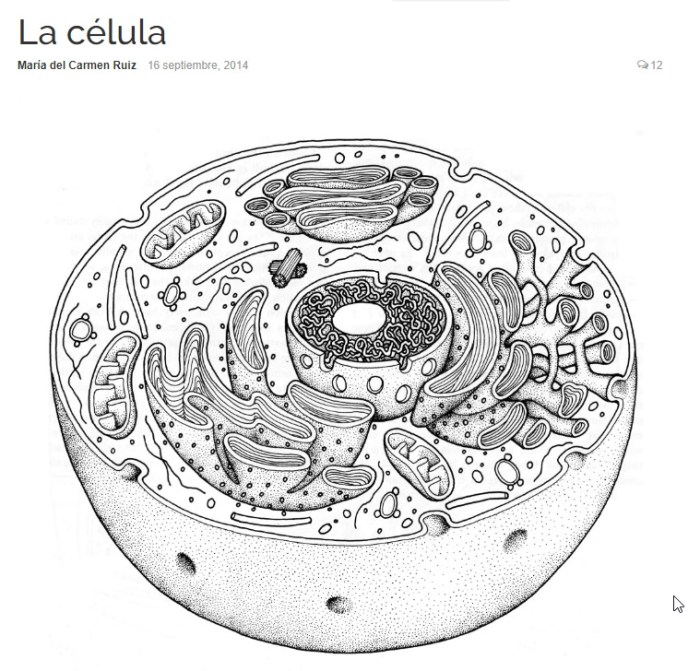 Animal cell coloring pdf