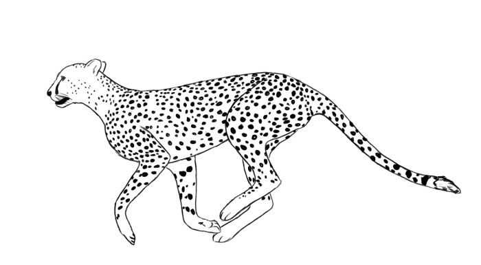 Animal faces coloring pages cheetah