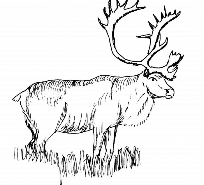 Animal coloring pages elk