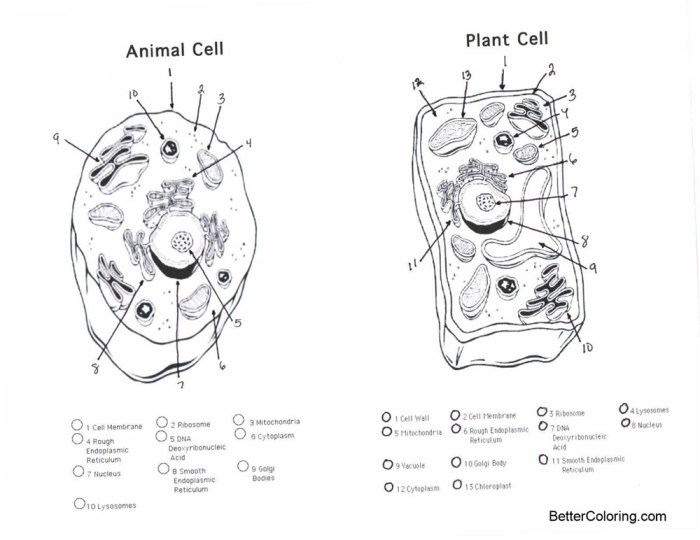 Animal cell plant cell coloring sheet