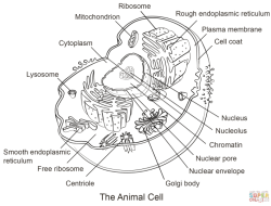 Biology Corner.com Animal Cell Coloring A Deep Dive