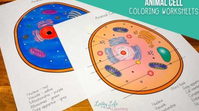 Animal cell coloring questions