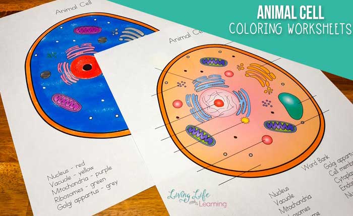 Animal cell coloring questions