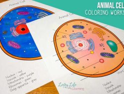 Animal Cell Chapter 7.3 Coloring Worksheet