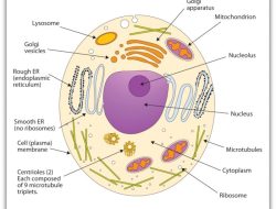 Animal Cell Label and Coloring Answers