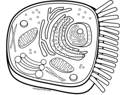 Animal Cell Plant Cell Coloring Sheet