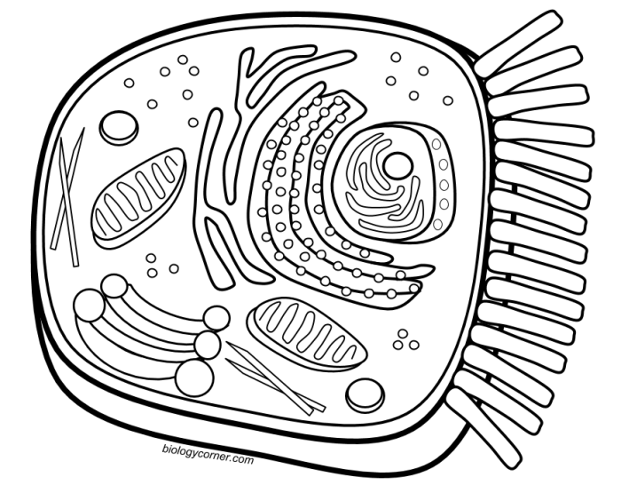 Animal cell plant cell coloring sheet