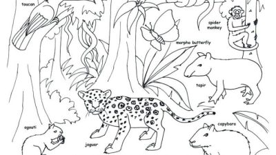 Rainforest coloring pages kids tropical print getdrawings