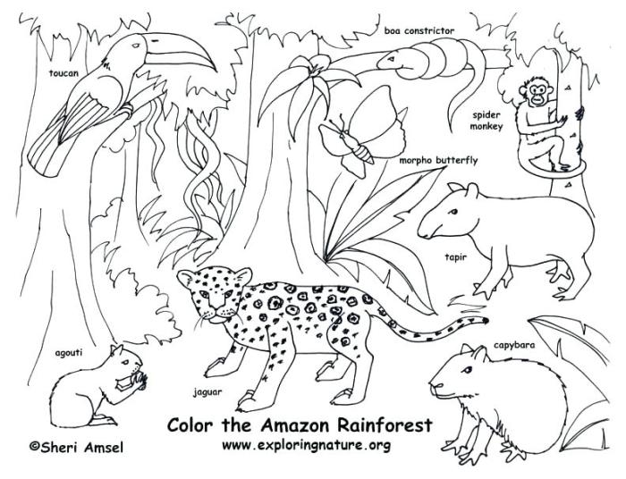 Rainforest coloring pages kids tropical print getdrawings