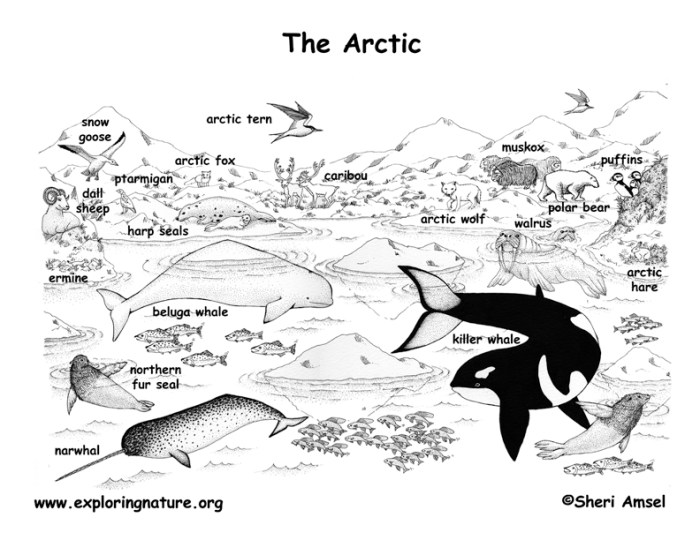 Arctic animals coloring pages free