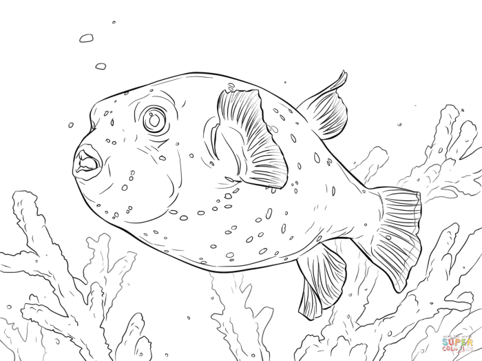 Fish puffer coloring printable use terms personal please only do not