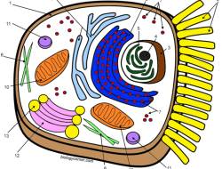 Animal Cell Coloring Key Worksheet