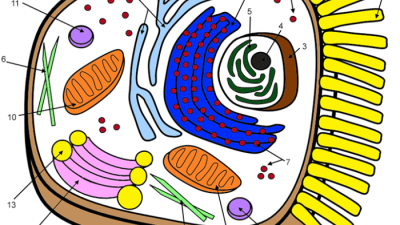 Animal Cell Coloring Key Worksheet