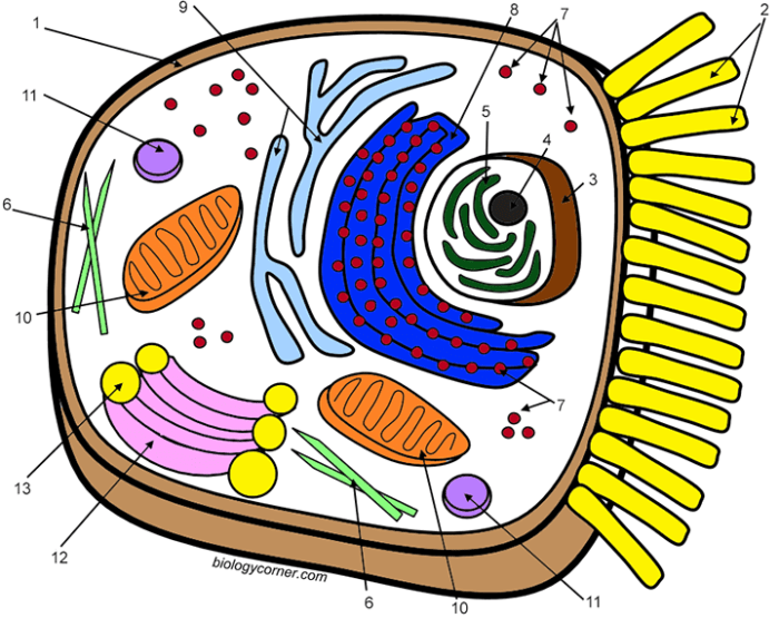 Animal cell coloring questions