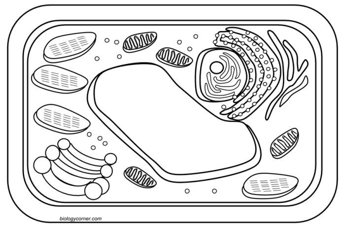 Biology corner.com animal cell coloring