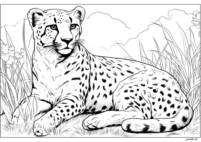 Animal faces coloring pages cheetah