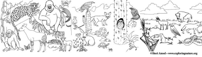 Coloring pages of animals in their habitats