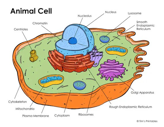 Animal cell coloring pdf