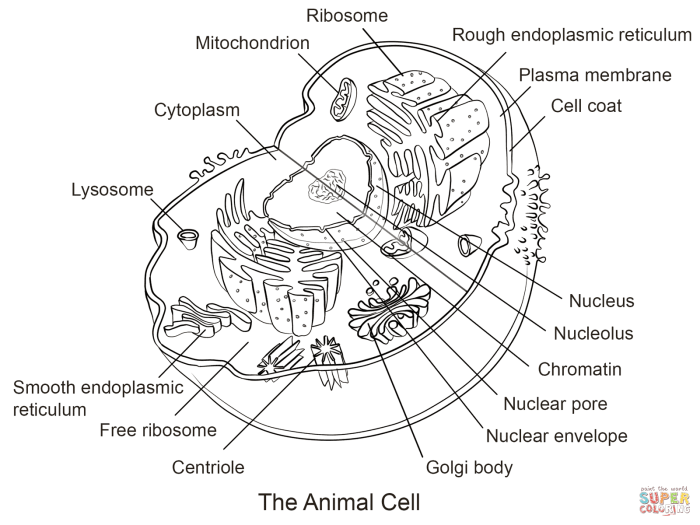 Animal cell diagram coloring sheet pg 17