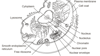 Animal Cell Chapter 7.3 Coloring Worksheet