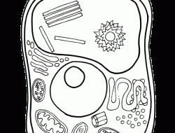 Animal and Plant Cells Coloring Worksheet